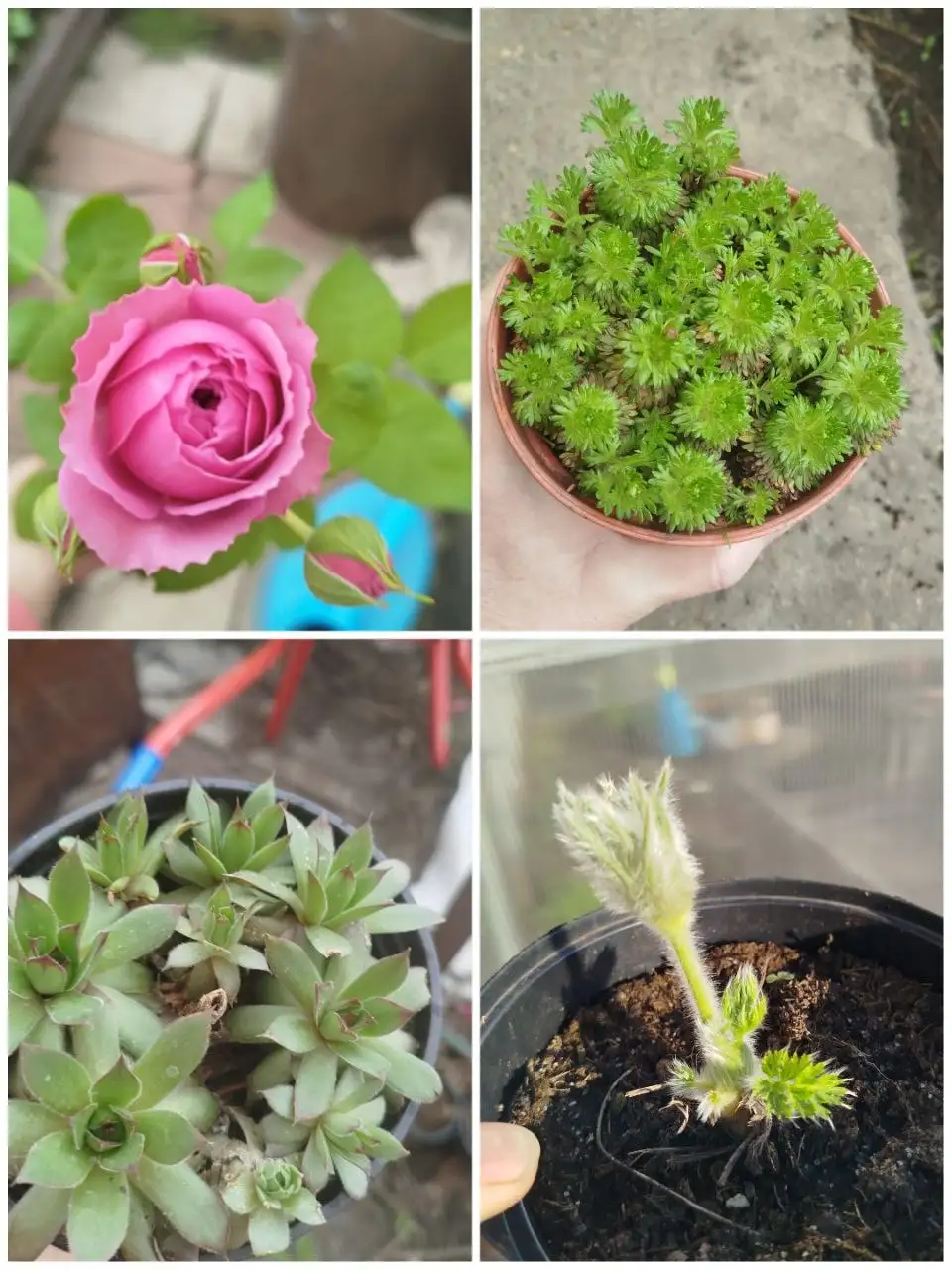 Продажа садовых цветов в горшках - Растения (Барахолка) в Ульяновск