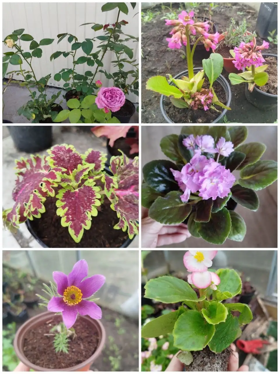 Продажа садовых и комнатных цветов - Растения (Для дома и дачи) в Ульяновск