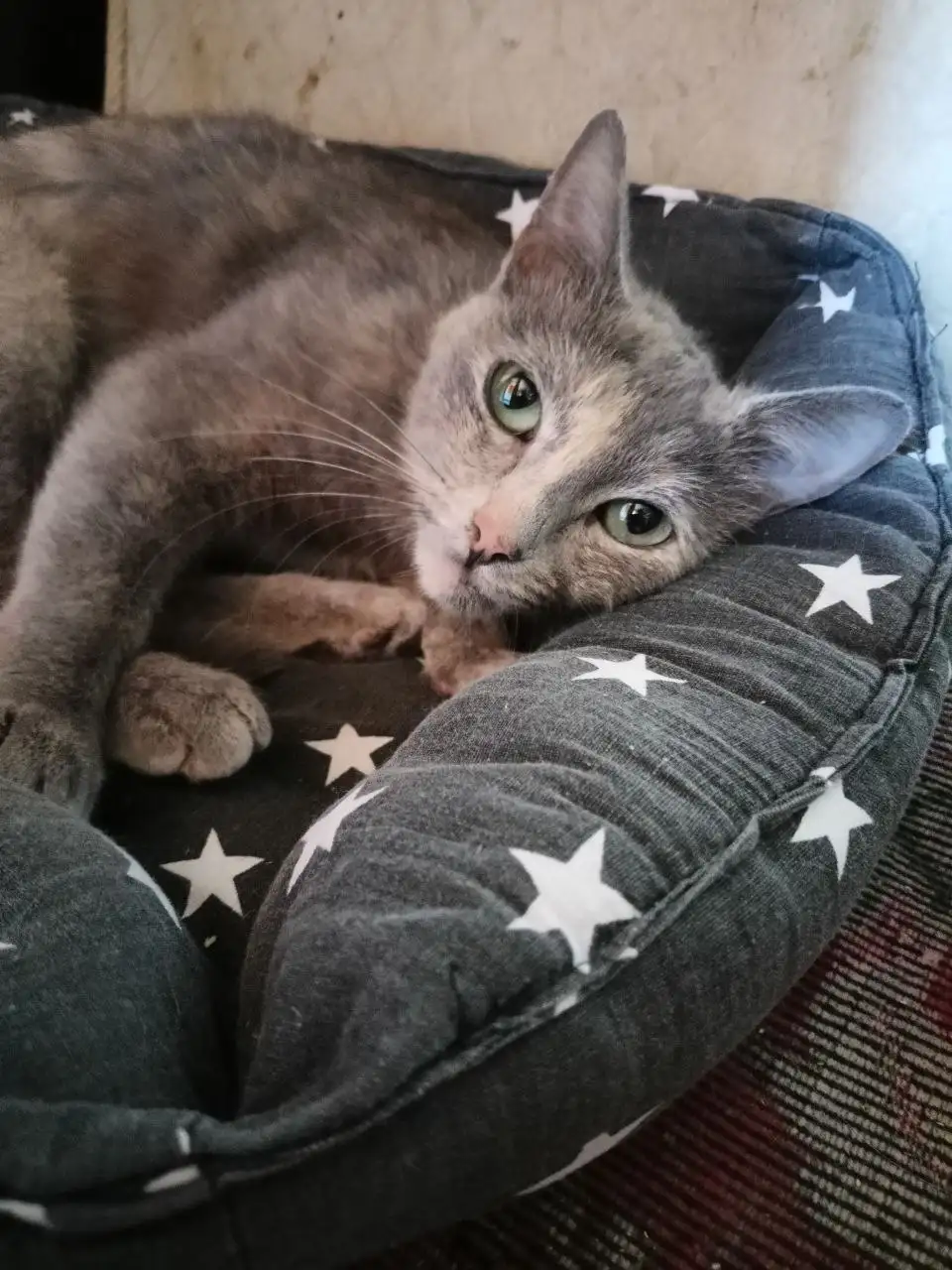 Отдам в добрые руки кошку Тасю - Кошки (Животные) в Ульяновск