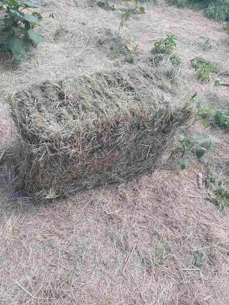 Продам сено в квадратных тюках - Для дома и дачи в Ульяновск