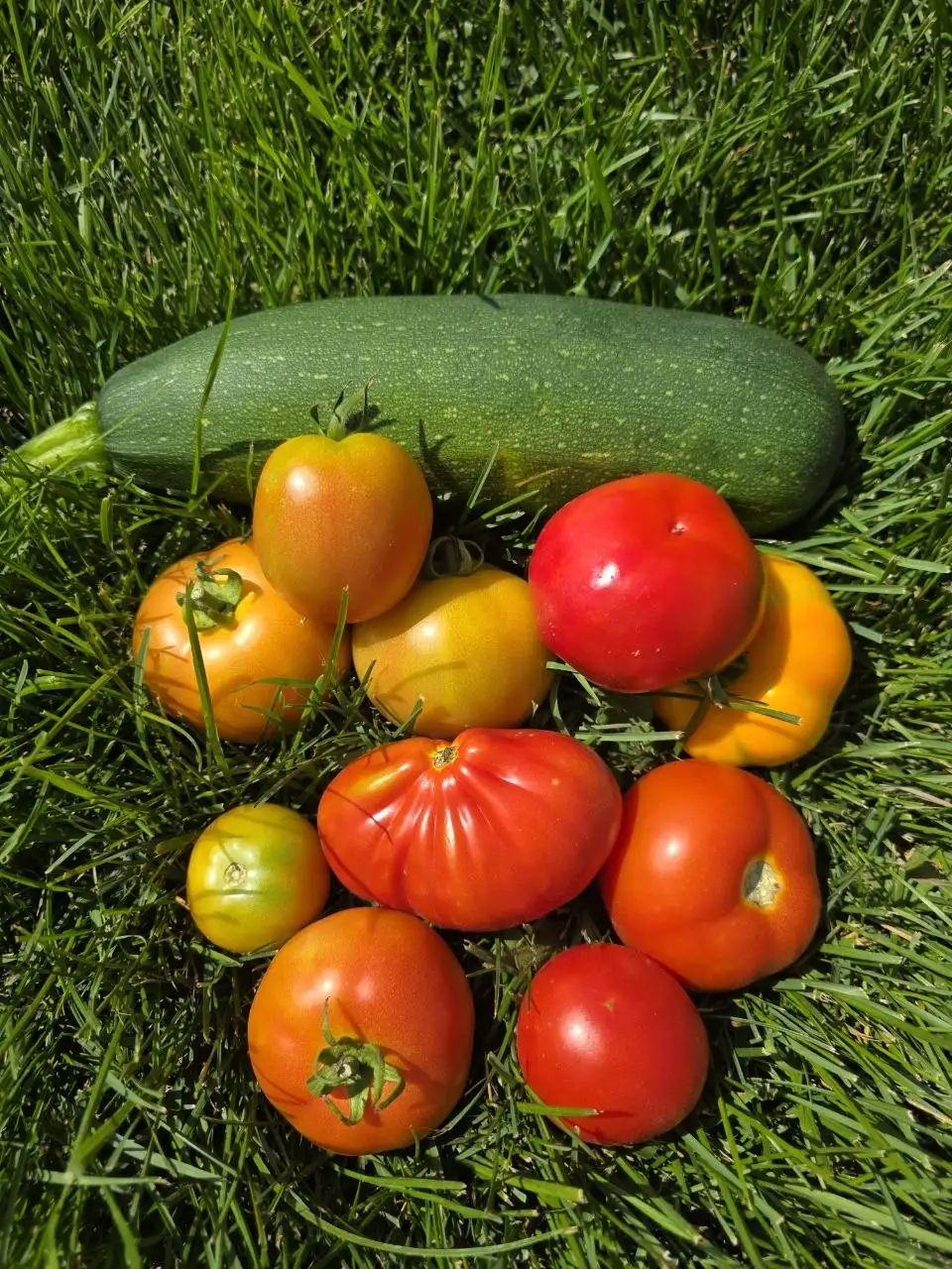 Продам яблоки, кабачки, помидоры с доставкой - Барахолка в Ульяновск