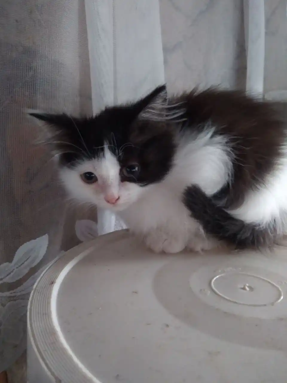 Отдам в добрые руки котят