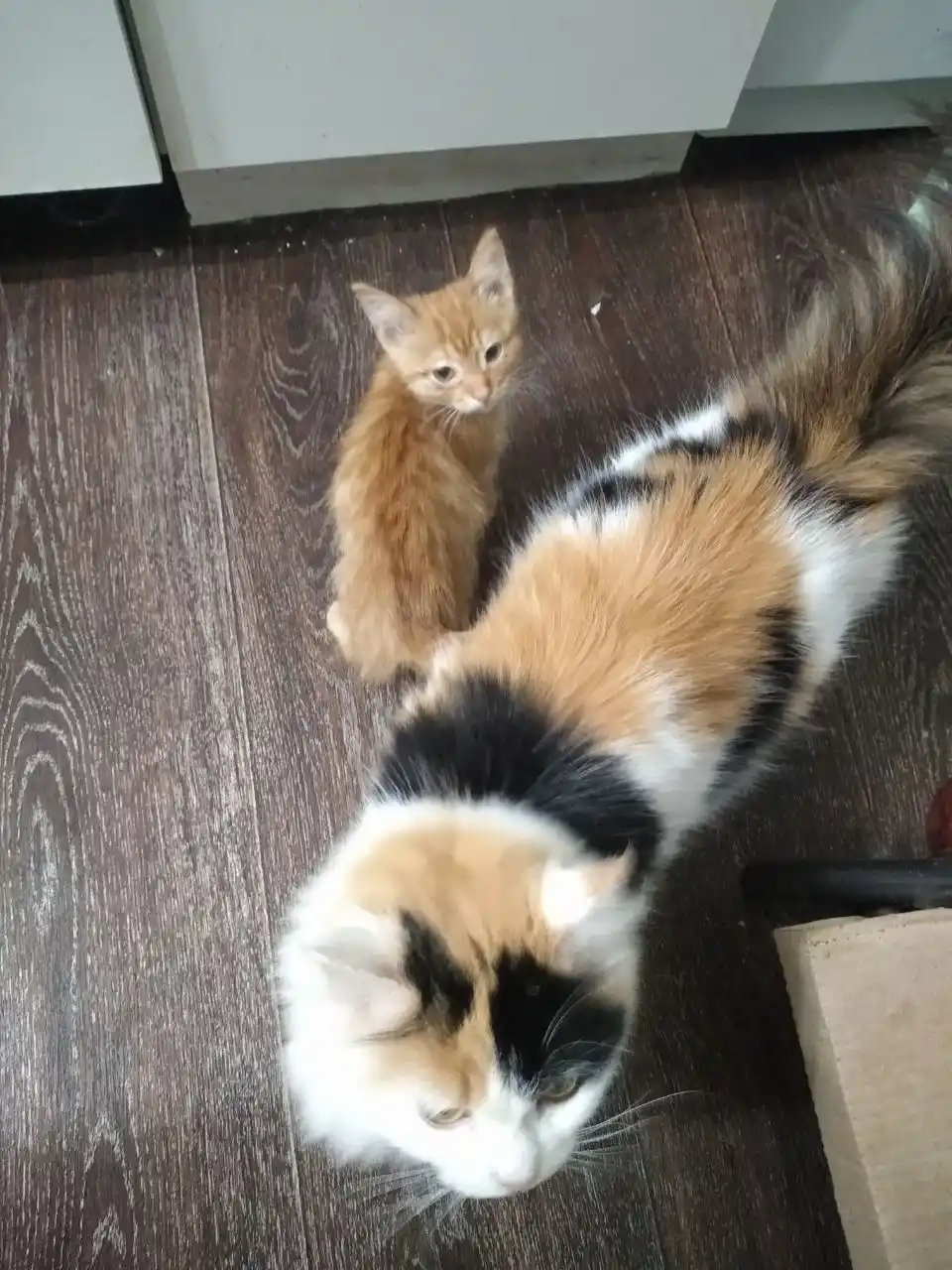 Отдам в добрые руки котят