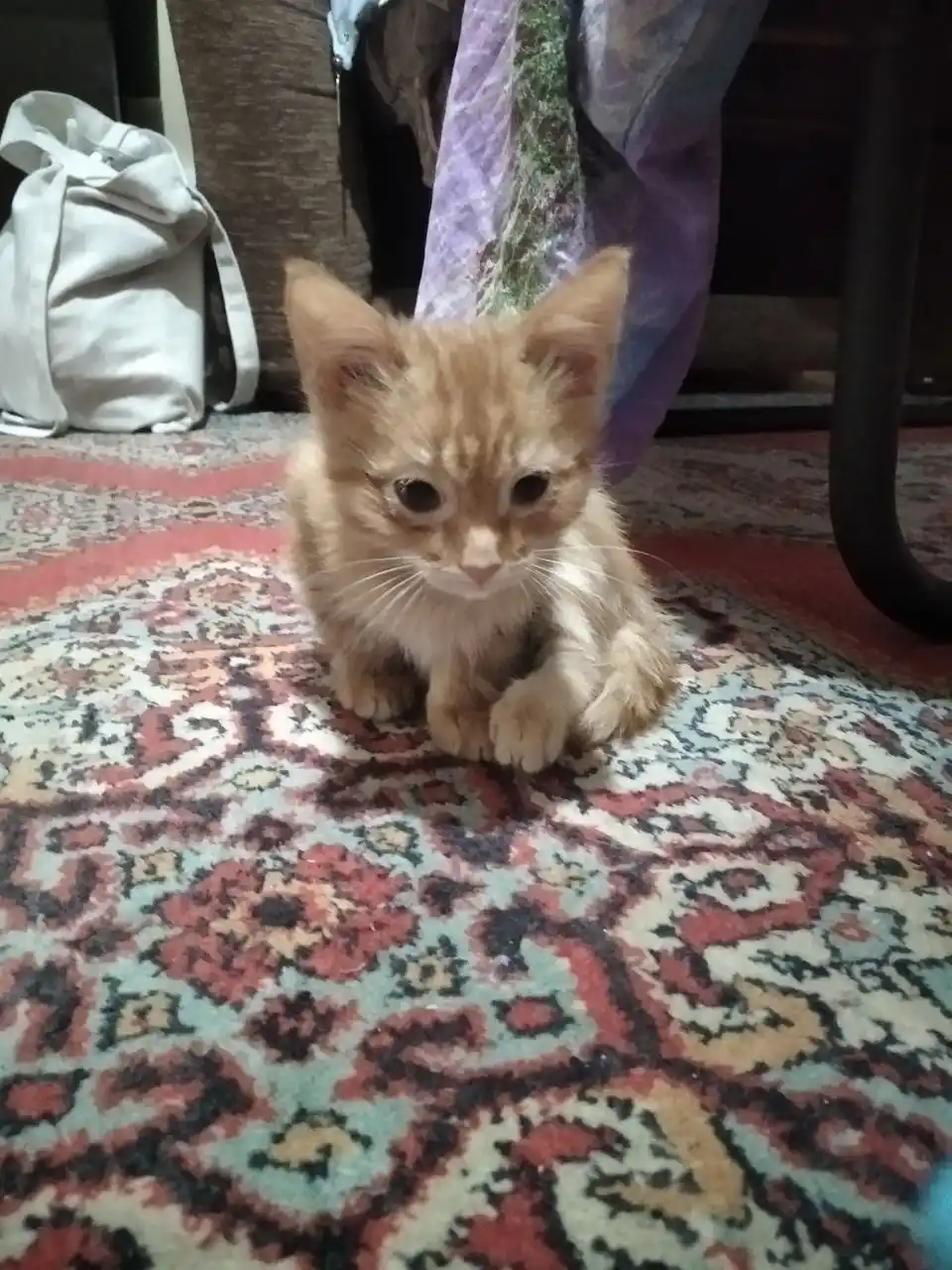 Отдам в добрые руки котят