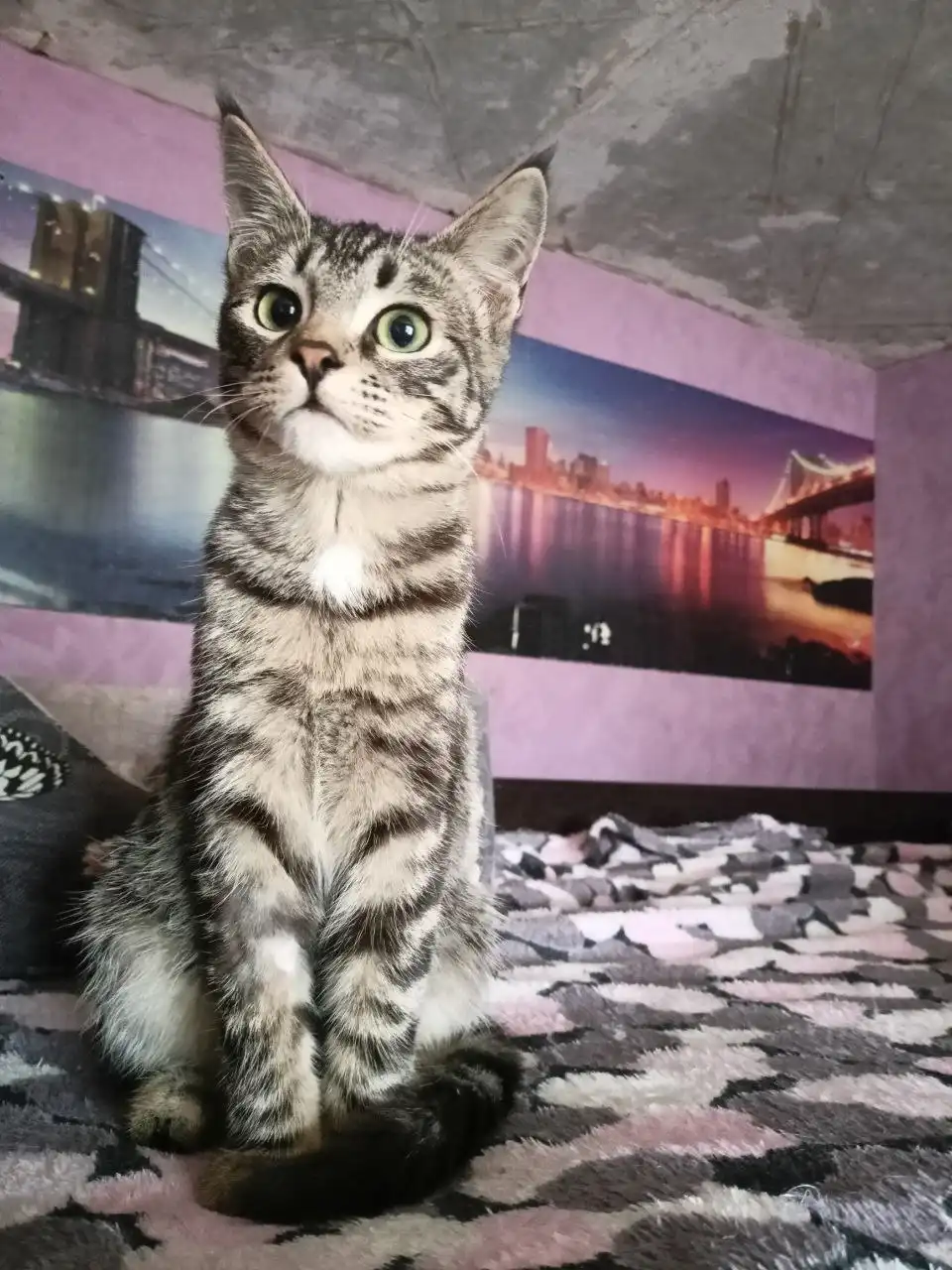 Котенок Максюша