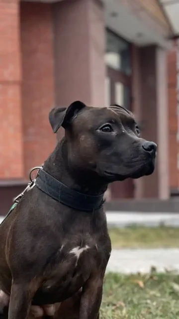 Питбультерьер Ася в поисках семьи - частное объявление в Ульяновск