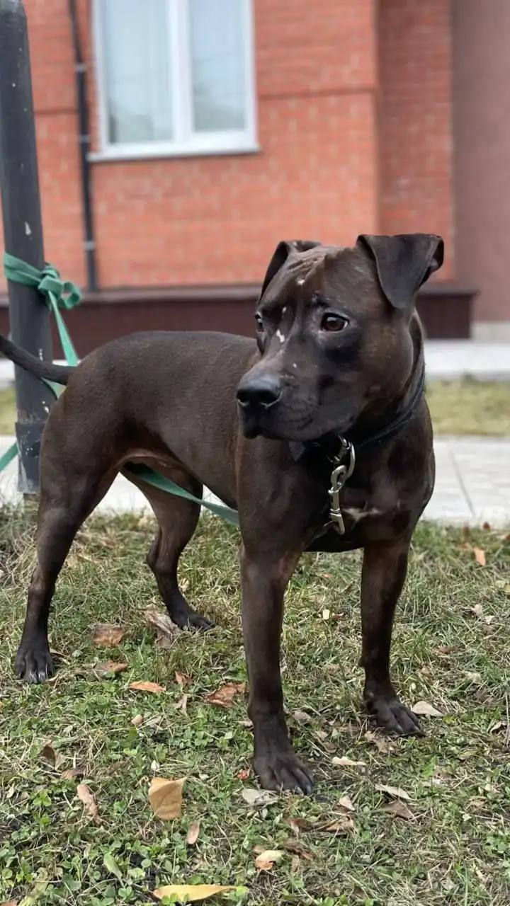 Питбультерьер Ася в поисках семьи