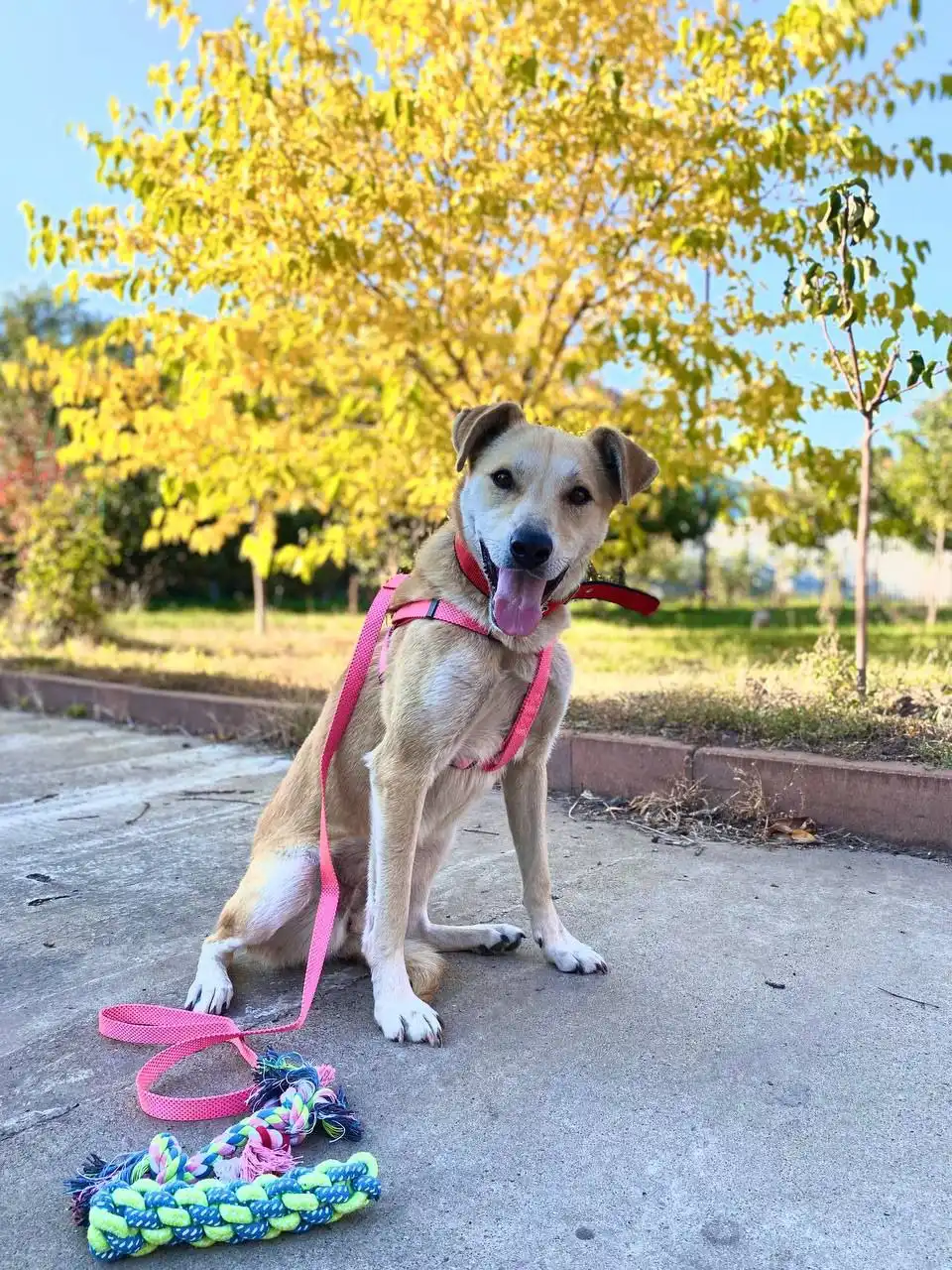 Дуняша — идеальная охранница для частного дома