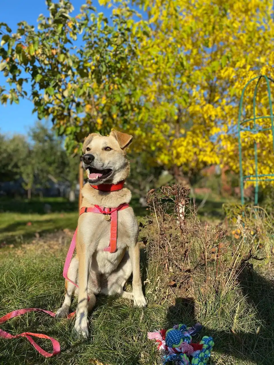 Дуняша — идеальная охранница для частного дома