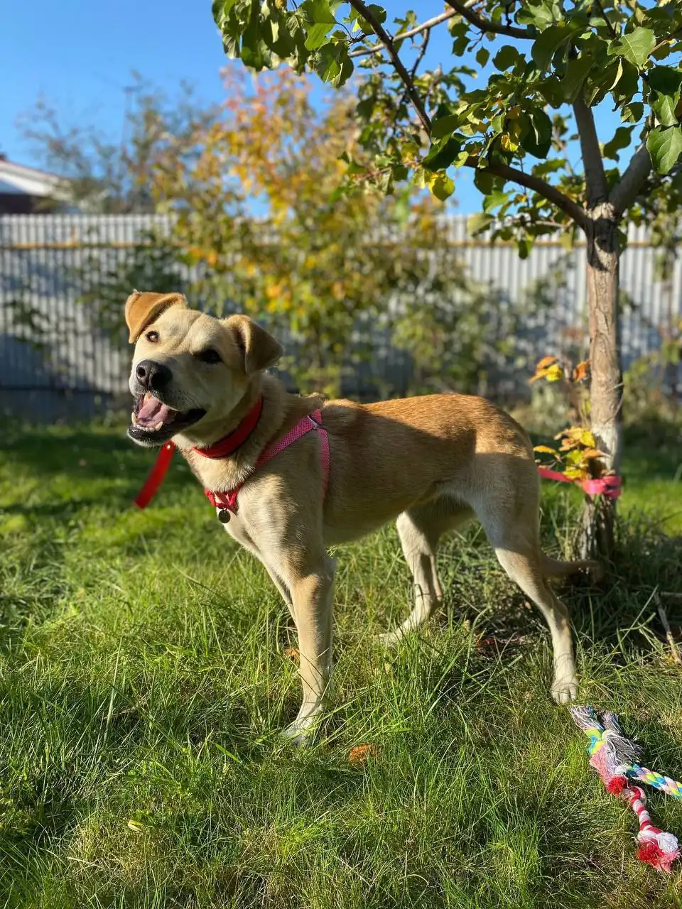 Дуняша — идеальная охранница для частного дома