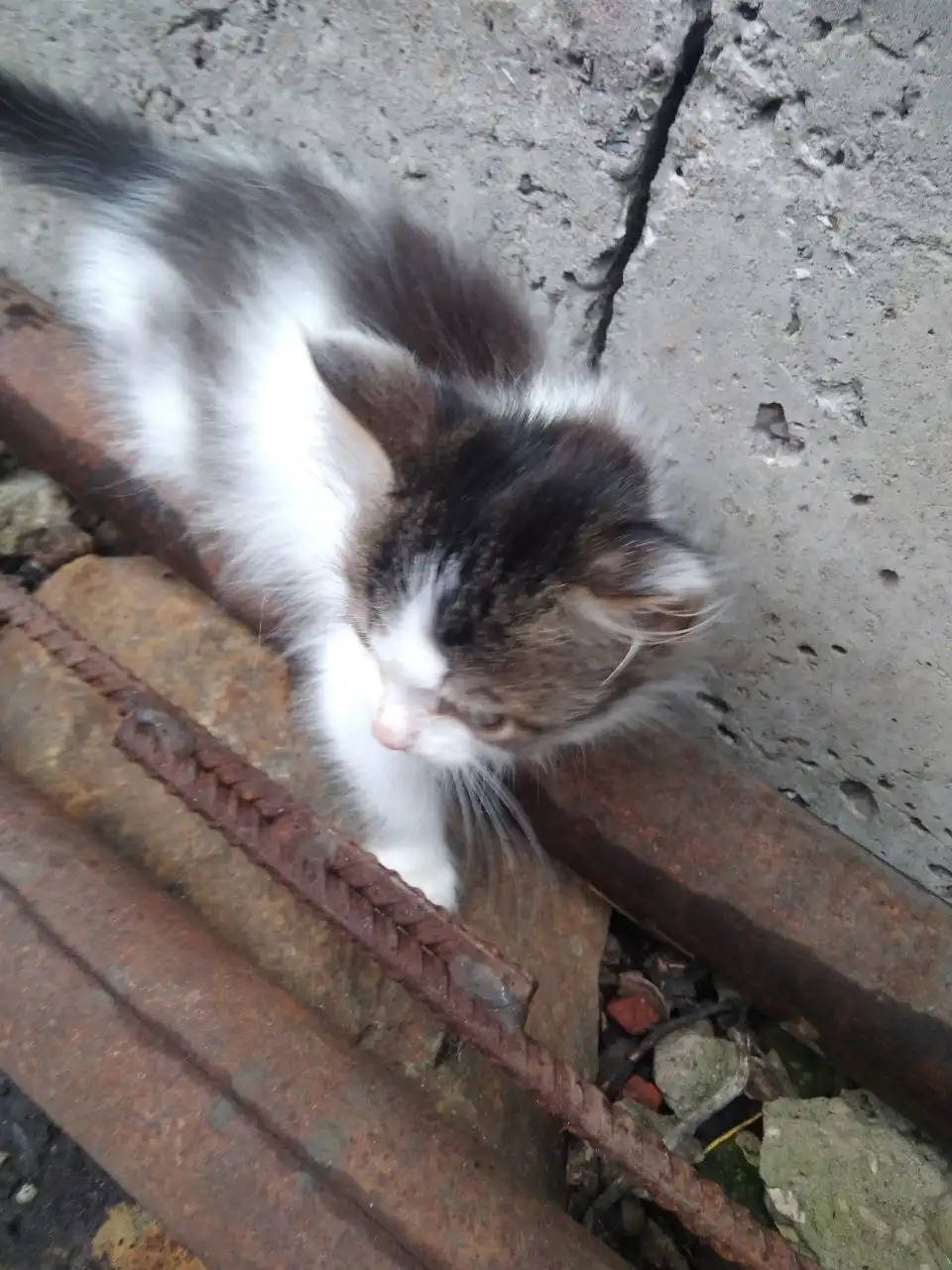 Девочка 2.5 месяца ищет дом