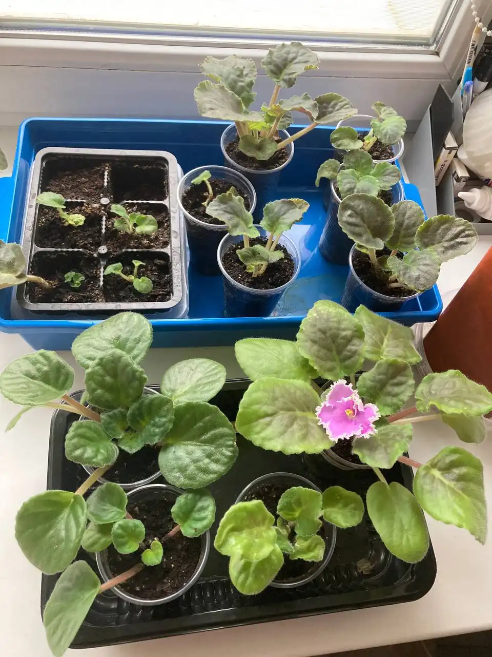 Продажа деток фиалок