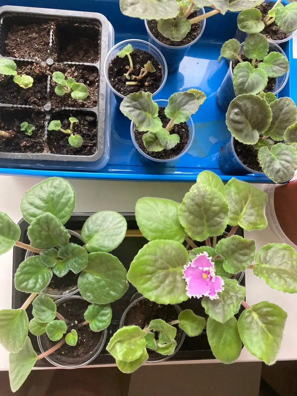 Продажа деток фиалок