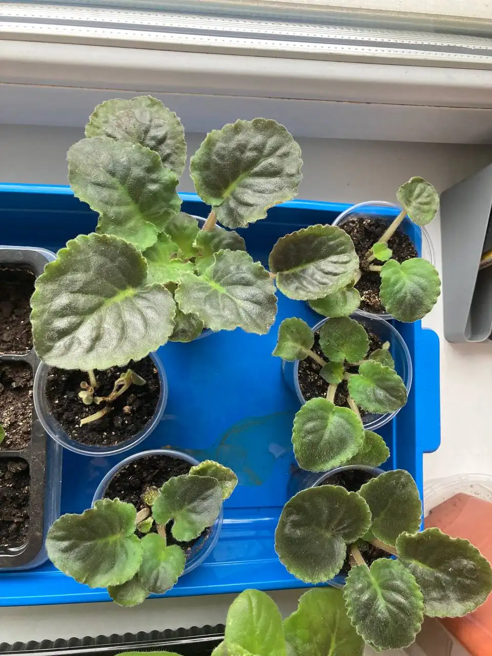 Продажа деток фиалок