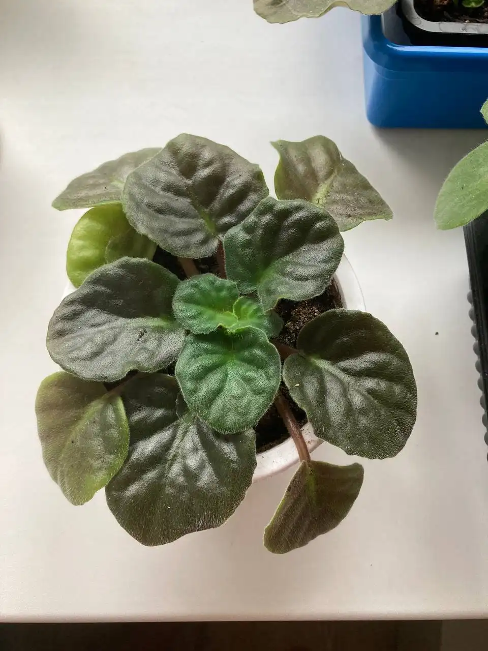 Продажа деток фиалок