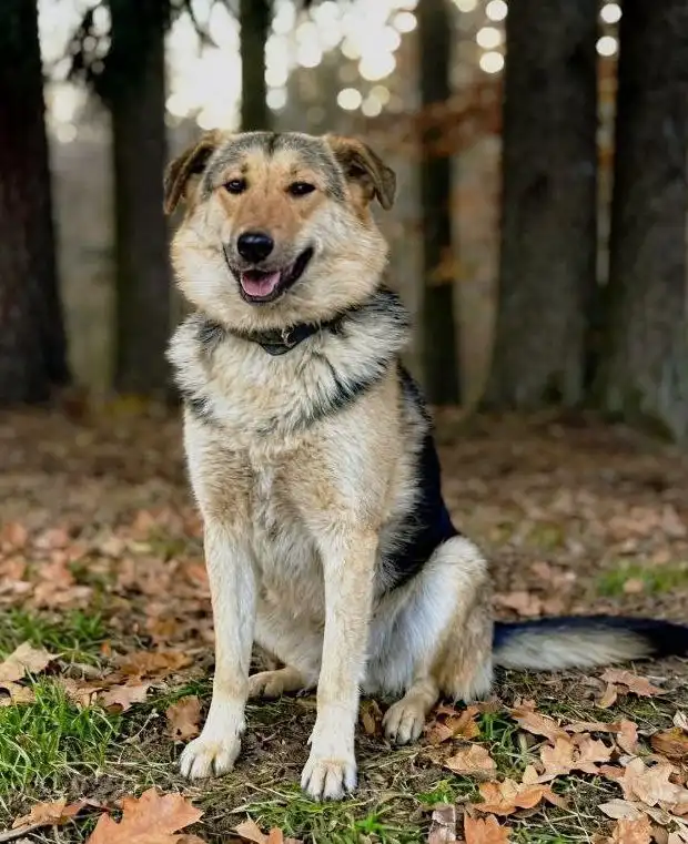 Собака Альфа ищет хозяина