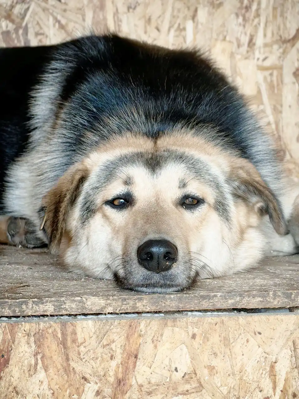 Собака Альфа ищет хозяина