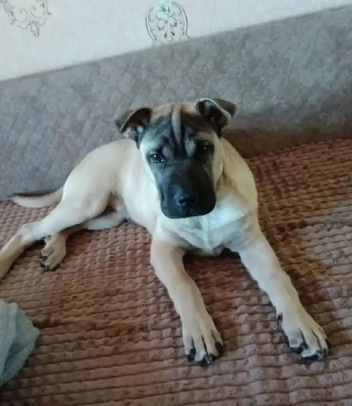 Продам щенка породы шарплей