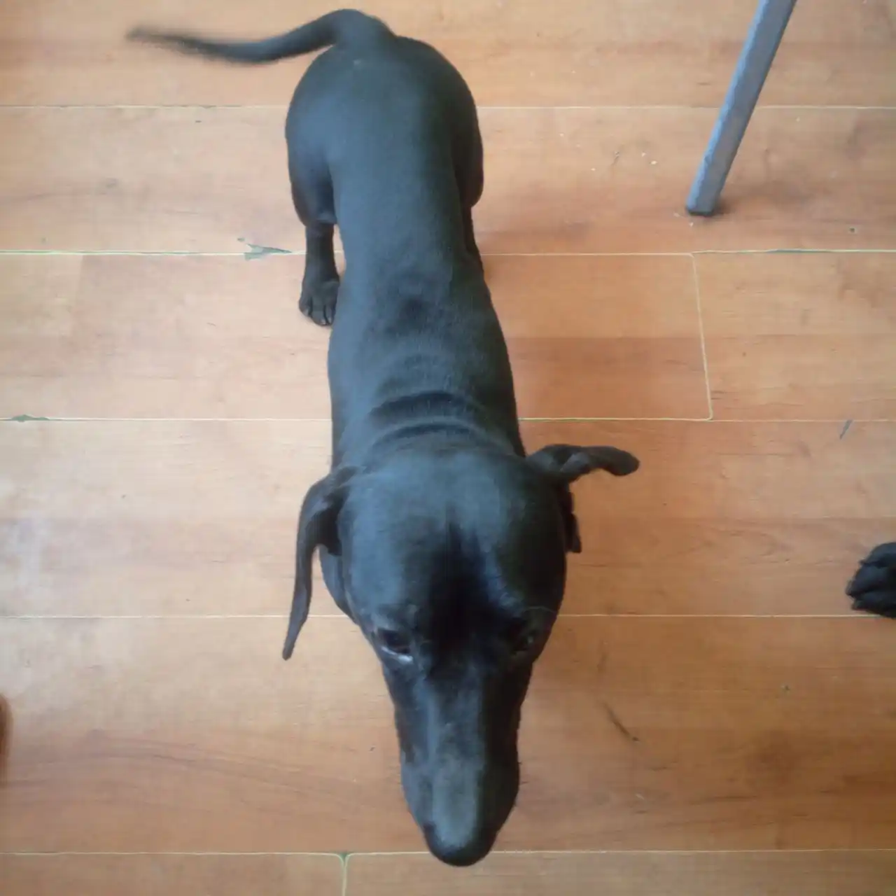 Найдена такса в микрорайоне КСК - частное объявление в Чита