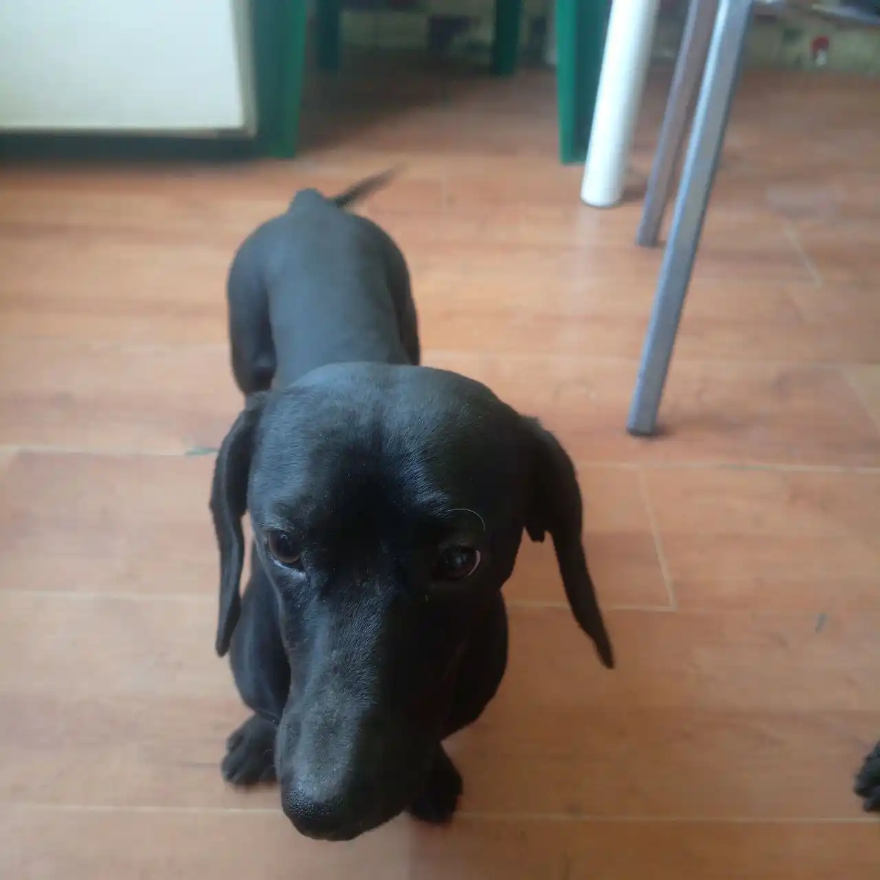 Найдена такса в микрорайоне КСК