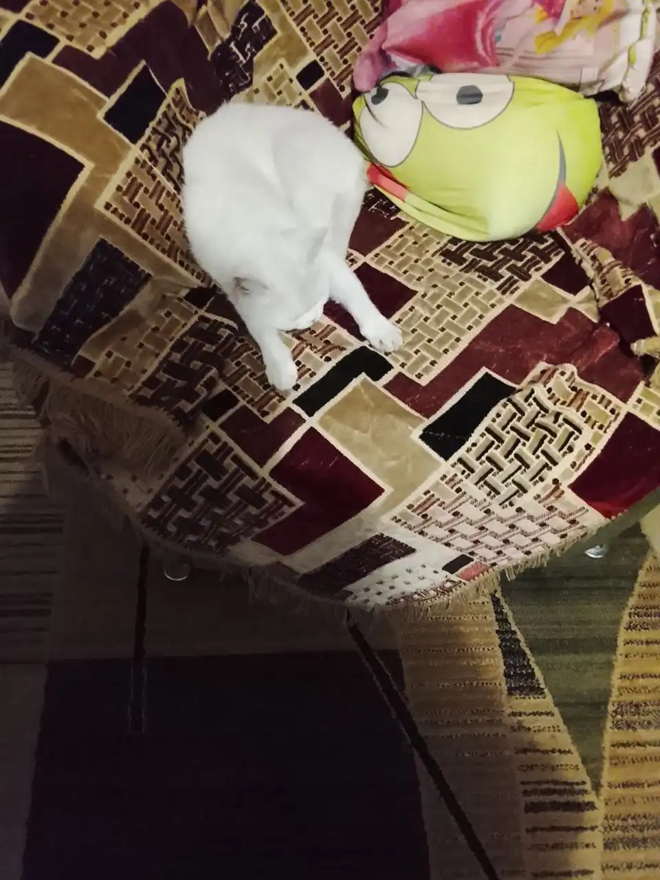 Отдам в добрые руки кошечку