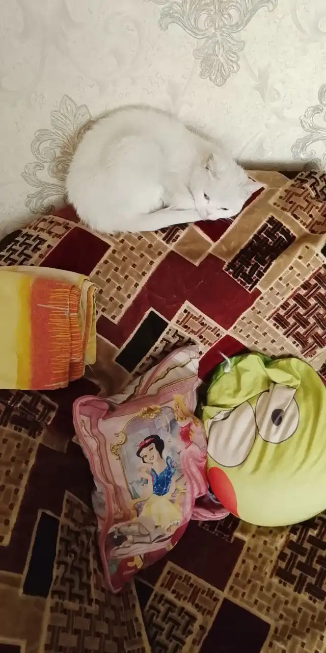 Отдам в добрые руки кошечку