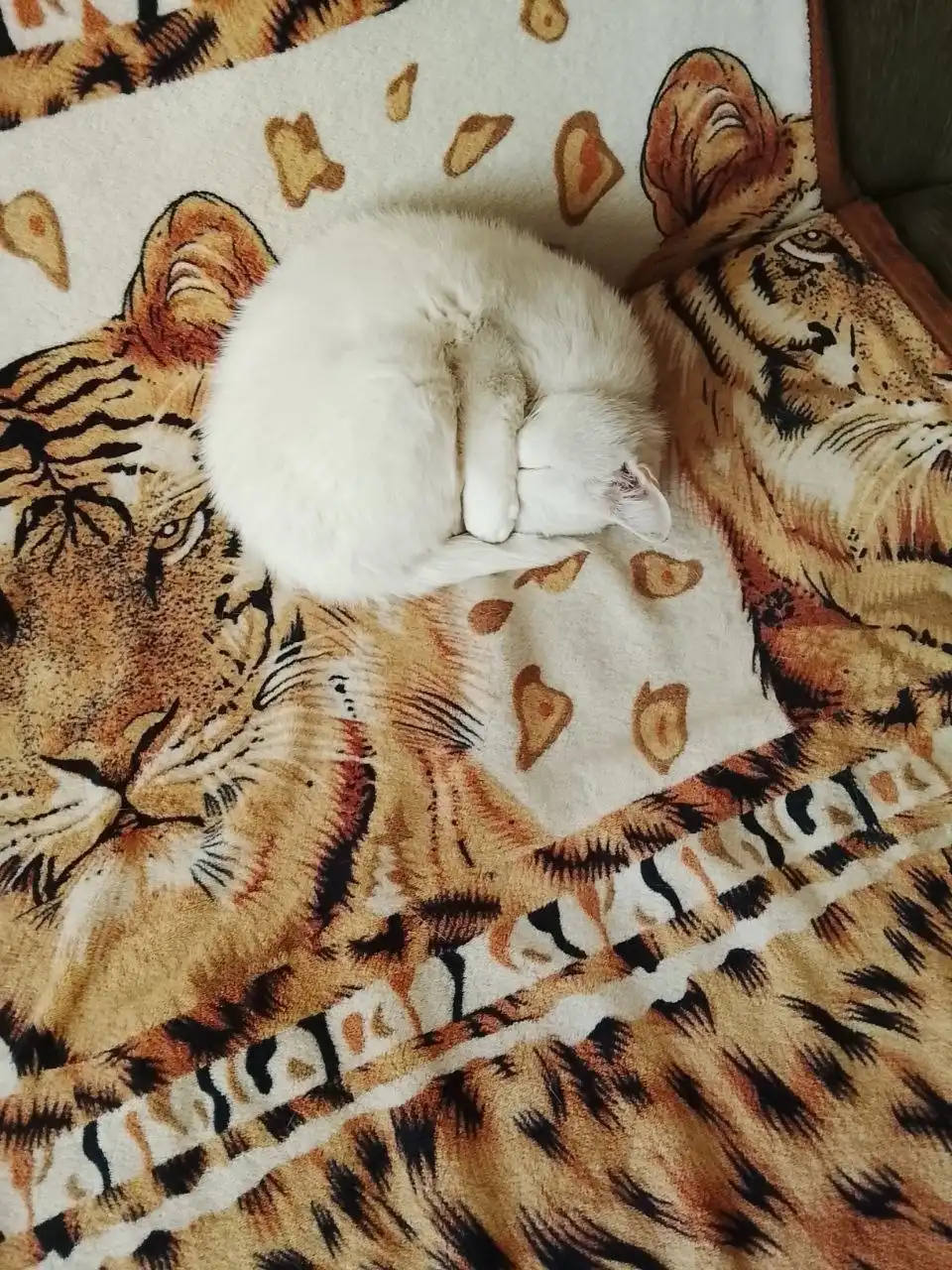 Отдам в добрые руки кошечку