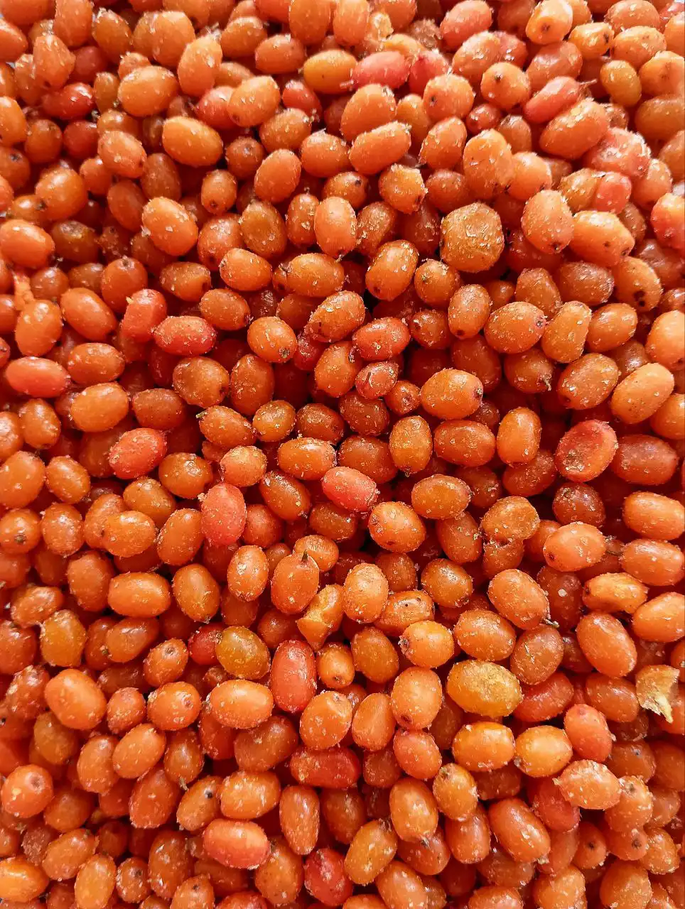 Продам облепиху