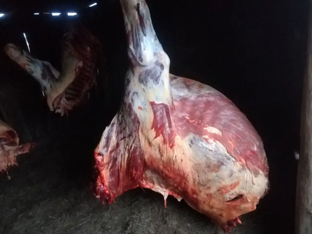 Продам переднюю часть лопатку с рёбрами