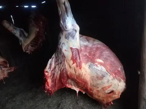 Продам переднюю часть лопатку с рёбрами - частное объявление в Чита