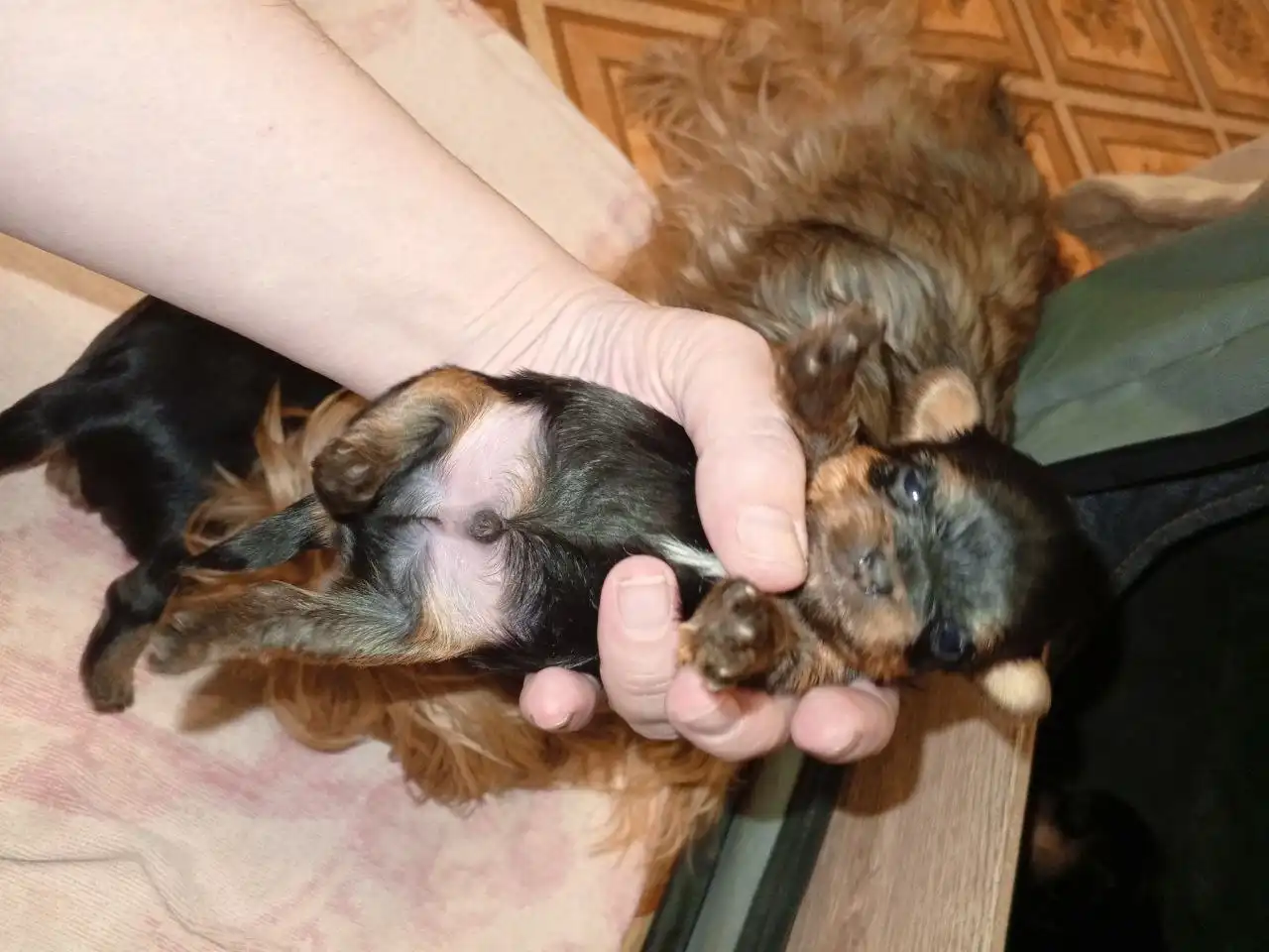 Йоркширские терьеры мальчики