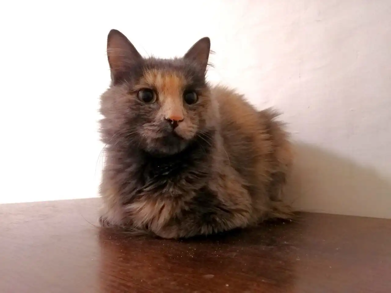 Кошка Фрося ищет дом