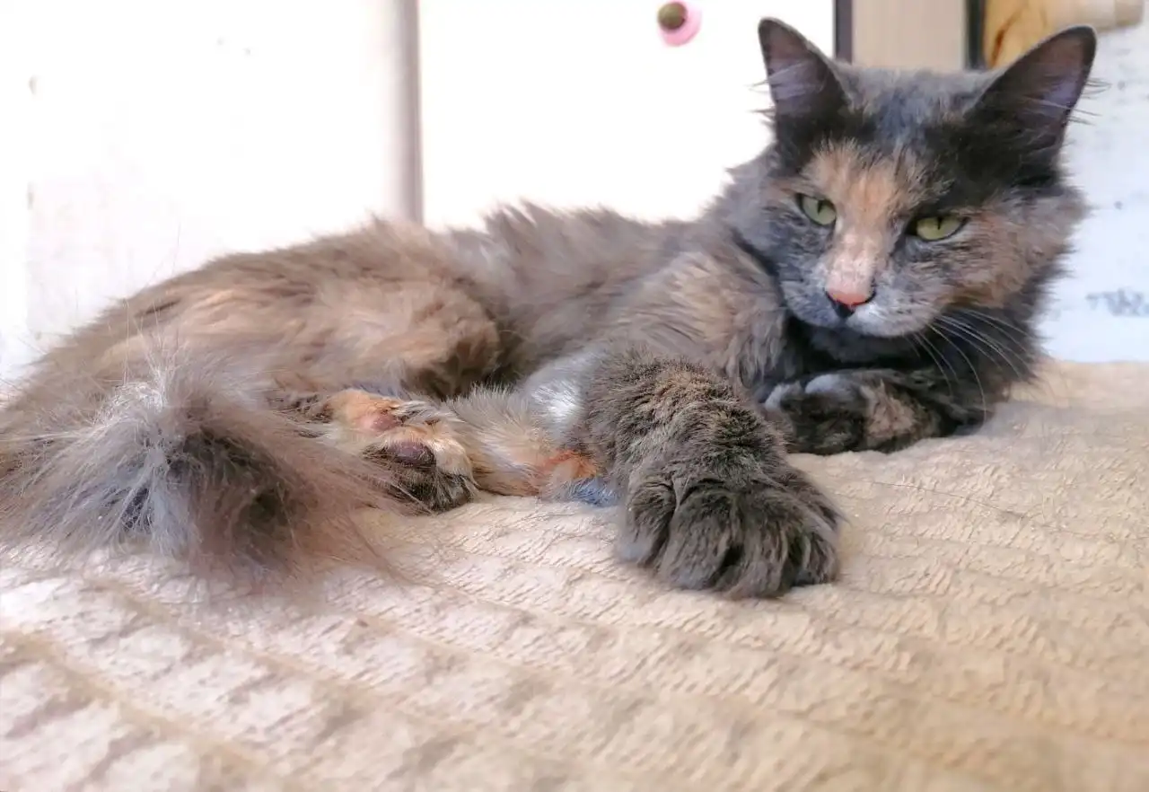 Кошка Фрося ищет дом