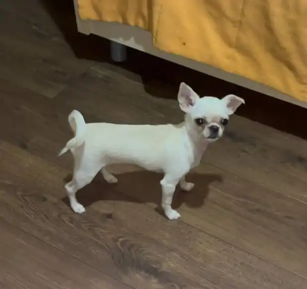 Продажа девочки чихуахуа кремового окраса