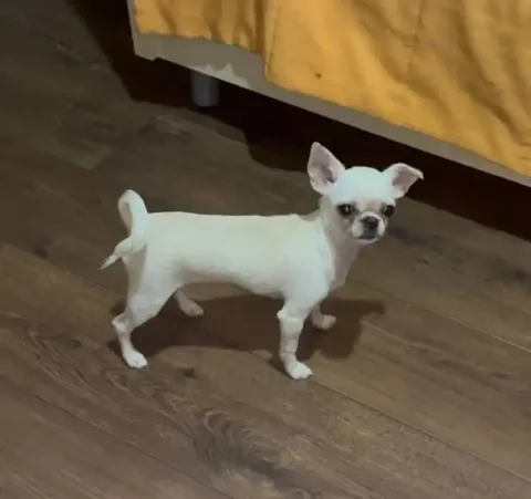 Продажа девочки чихуахуа кремового окраса - Животные в Чита