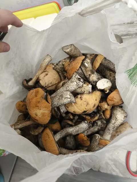 Замороженные подосиновики и подберезовики урожай 2025 - частное объявление в Чита