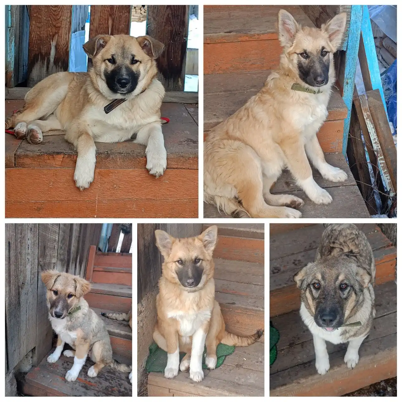 Питомцы ищут любящих хозяев