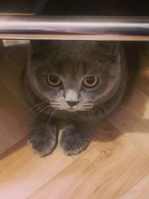 Котик шотландский Масик ищет новый дом - Животные в Чита