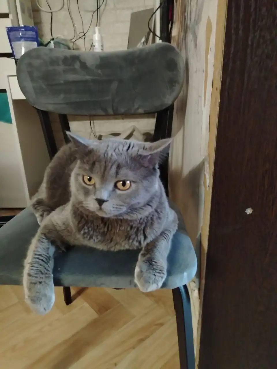 Котик шотландский Масик ищет новый дом