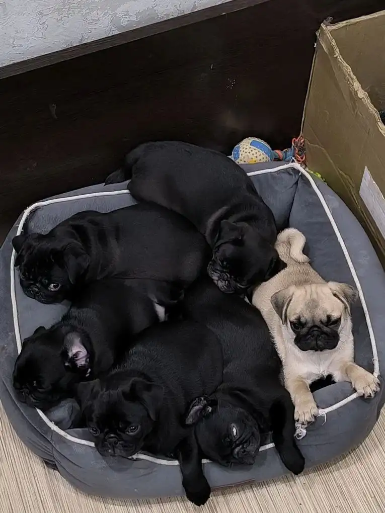 Продажа щенков мопса от чемпионов