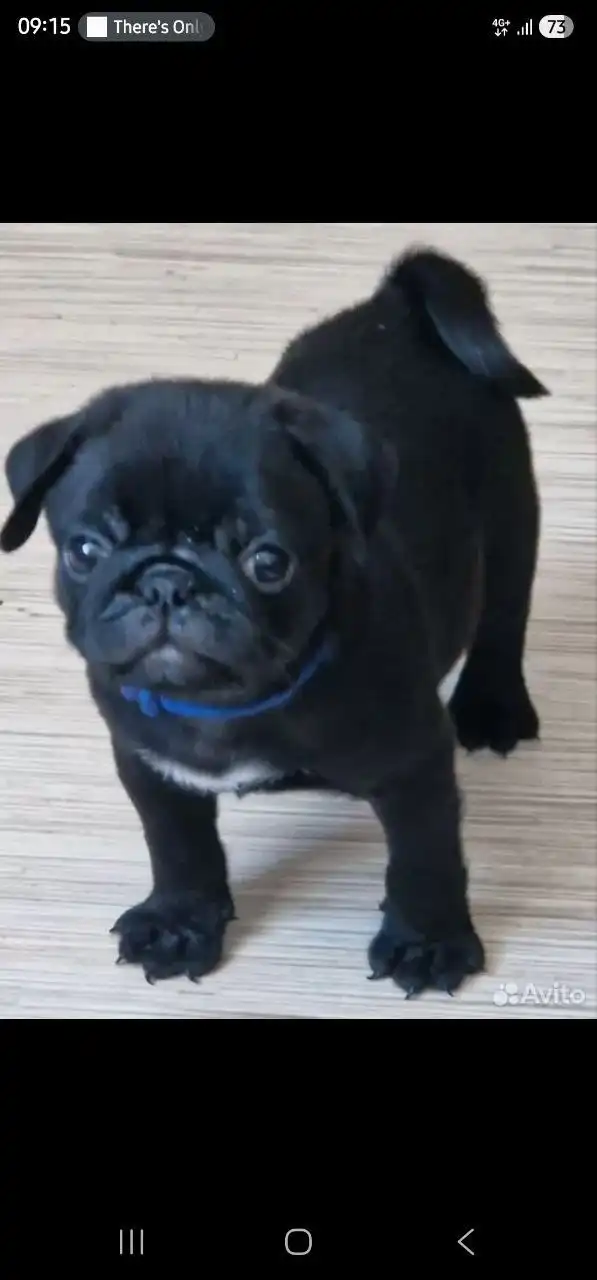 Продажа щенков мопса от чемпионов