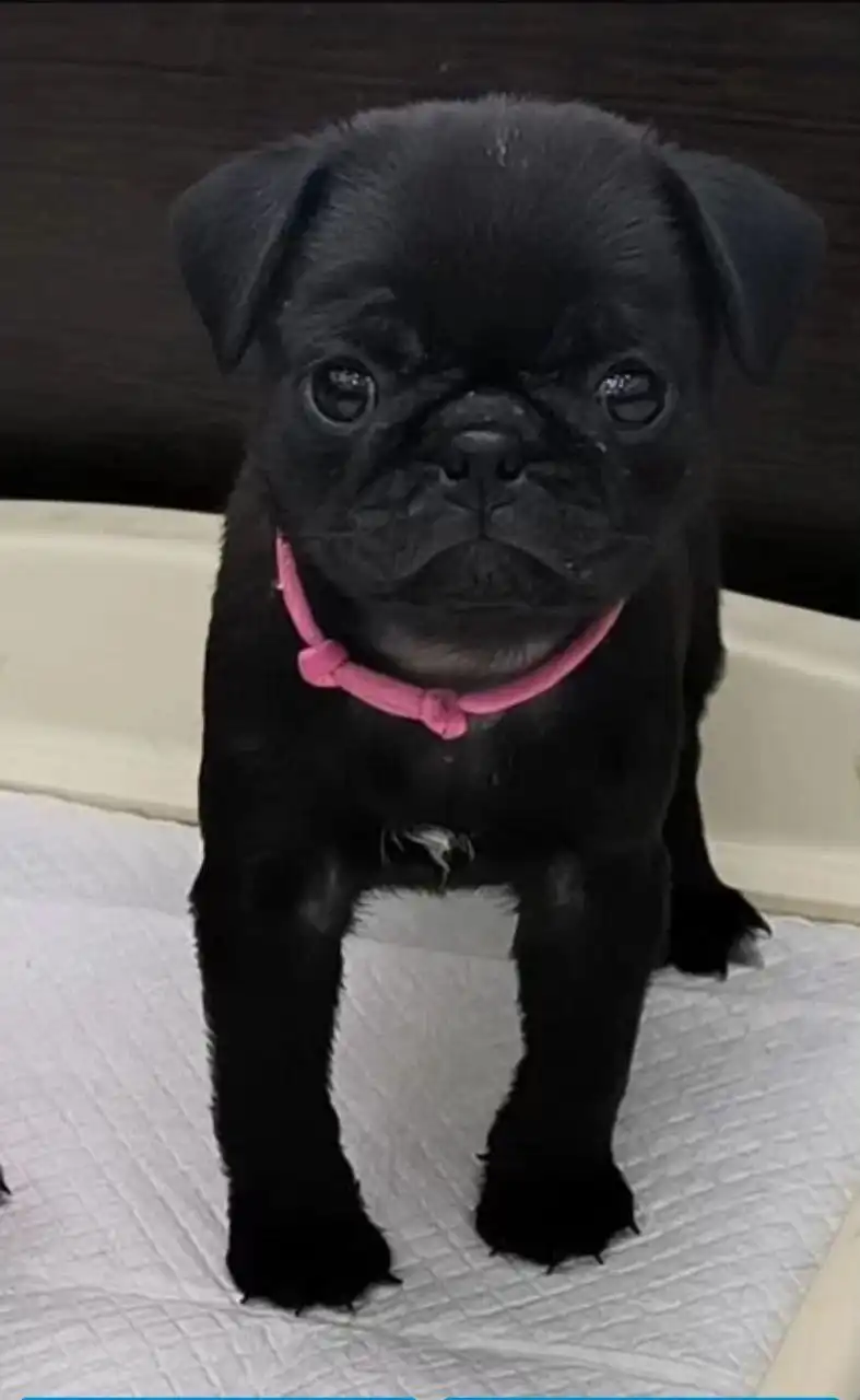 Продажа щенков мопса от чемпионов