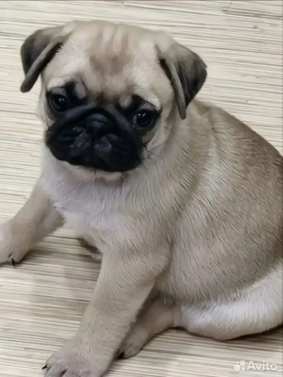 Продажа щенков мопса от чемпионов