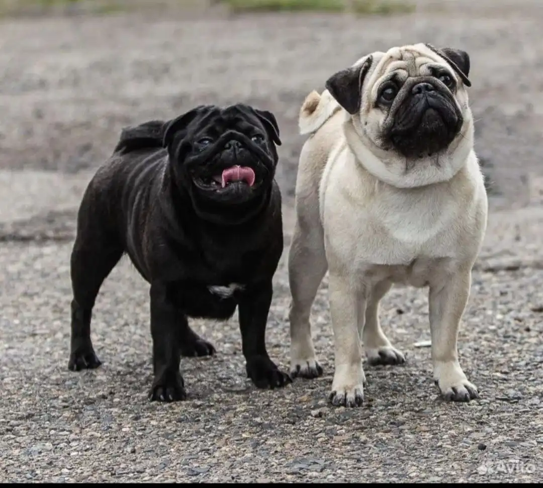 Продажа щенков мопса от чемпионов