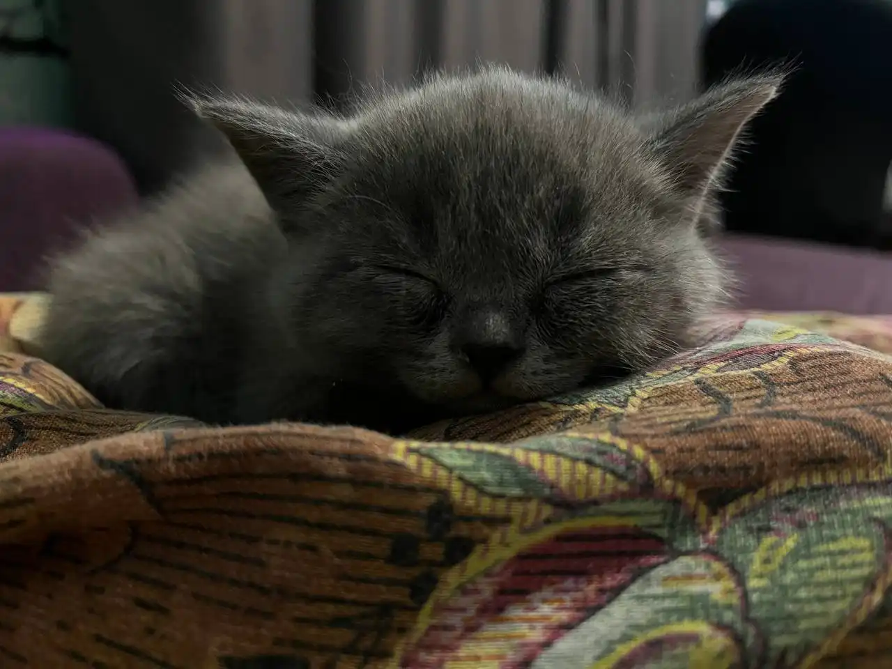 Продажа шотландских котят