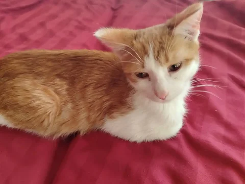 Потерялся котенок в районе пожарки улицы Байкальская - Животные в Чита