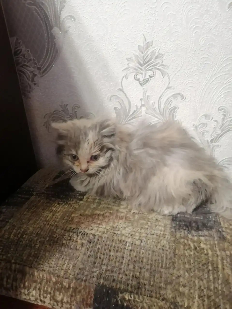 Котенок-найденыш ищет дом в Чите