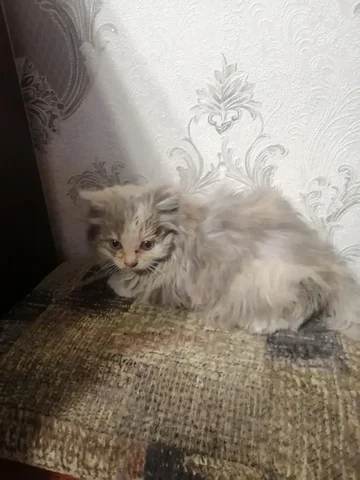 Котенок-найденыш ищет дом в Чите - Животные в Чита