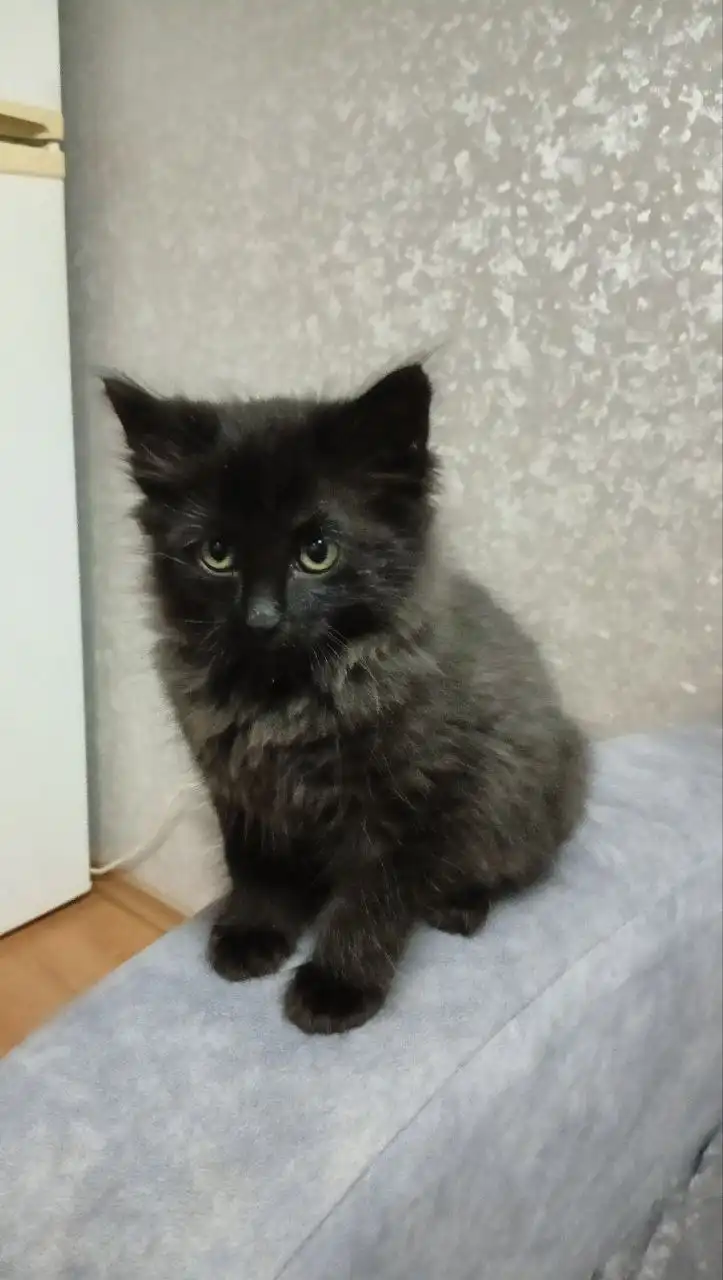 Кошки ищут хозяина