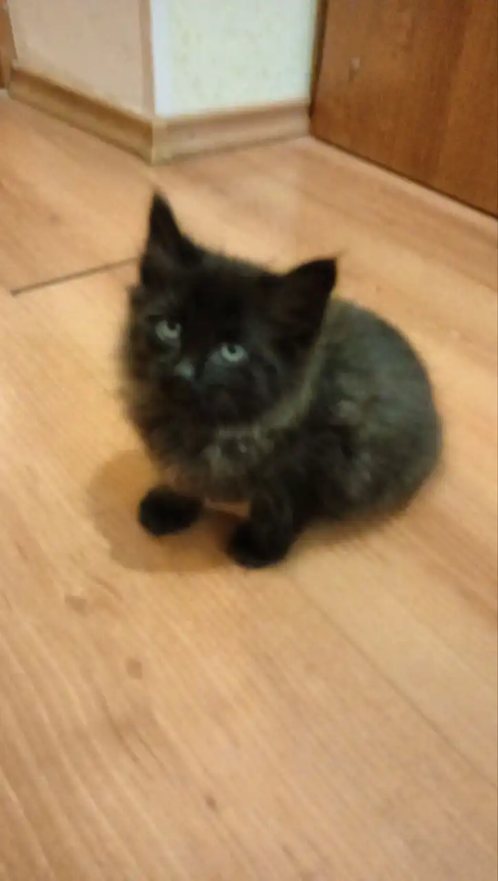 Кошки ищут хозяина